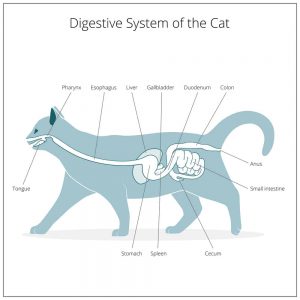 układ pokarmowy kota 