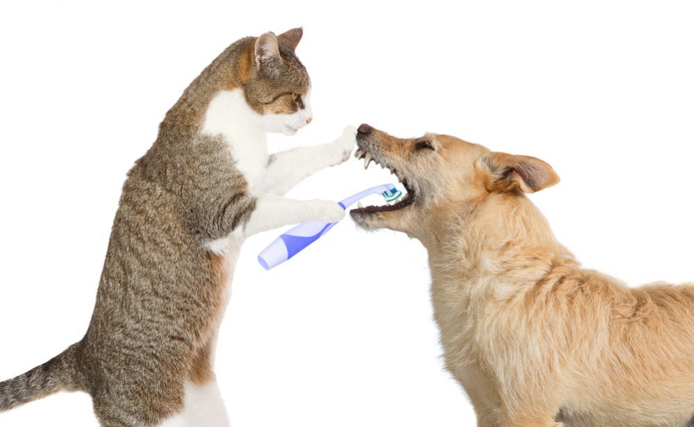 Higiena psa i kota
