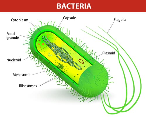 Co to jest Bordetella bronchiseptica? Rozpoznanie ■ Bordetella bronchiseptica (Bb) jest Gram-ujemną bakterią, która kolonizuje drogi oddechowe ssaków. ■ Jest ona ważnym zarazkiem u kotów domowych, szczególnie w warunkach dużego zagęszczenia (schroniska lub gospodarstwa domowe z licznymi kotami). ■ Bb może rzadko zakażać człowieka (zoonoza). ■ Bakteria jest wrażliwa na rutynowo stosowane środki dezynfekcyjne. 