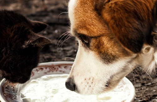 Mleko dla psa i kota - zdrowe czy szkodliwe?