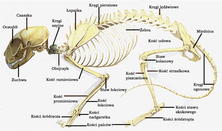 budowa szkieletu kota 