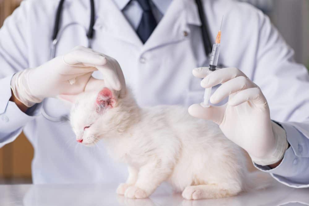 Koci tyfus to choroba kotów piwnicznych i schroniskowych