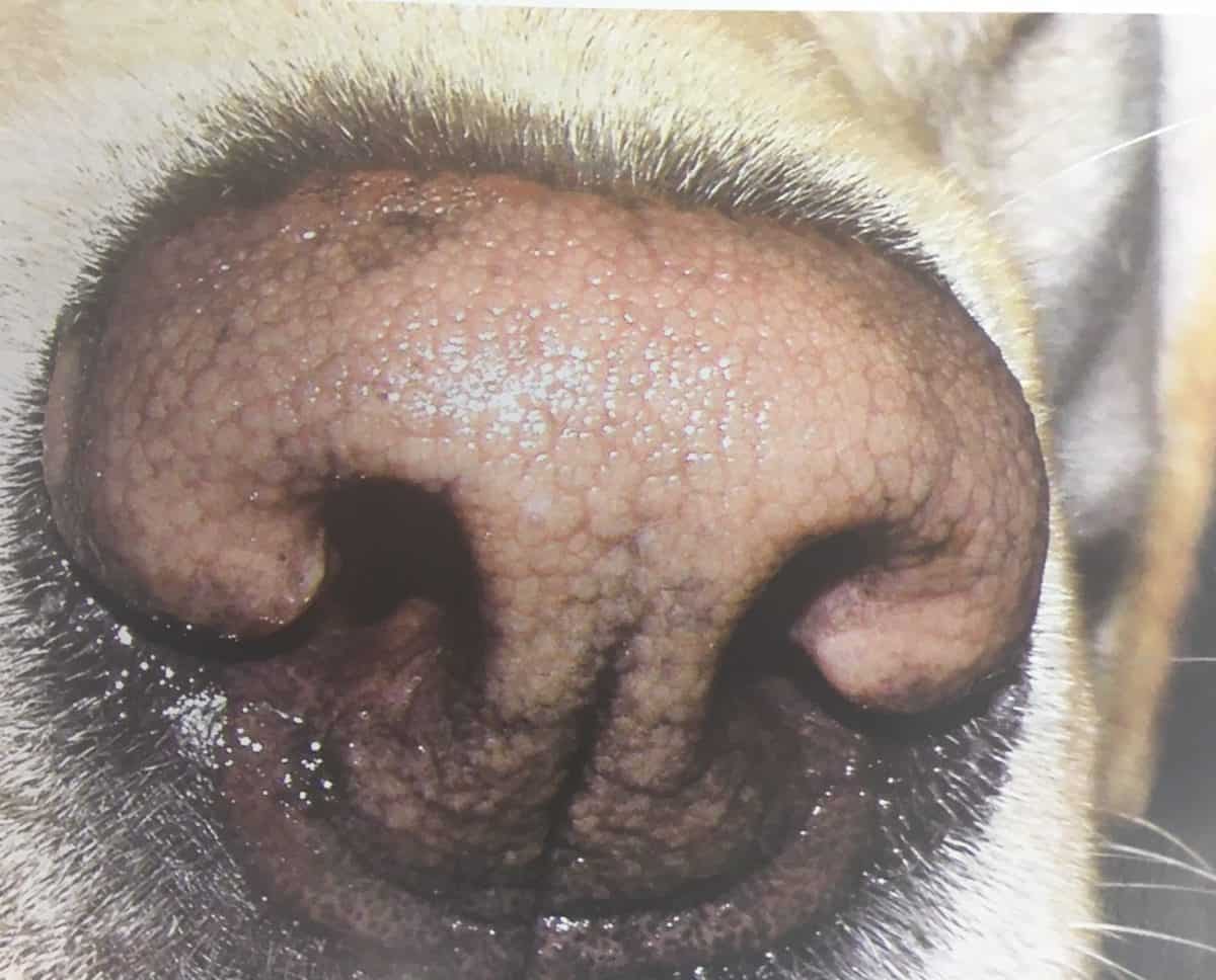 Różowy nos u psa lub kota
