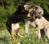 Pielęgnacja uszu psa – dlaczego jest ważna?
