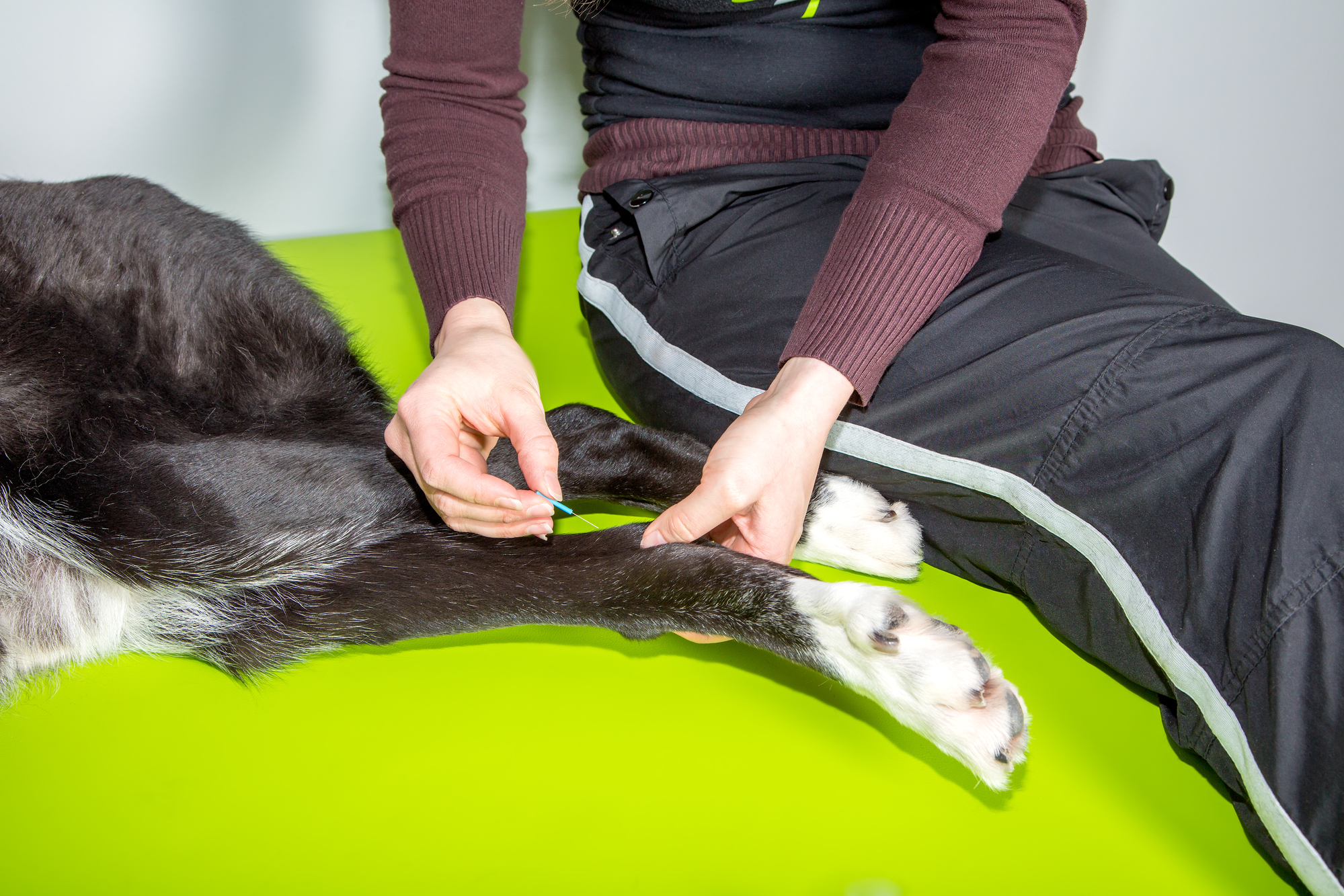 Zabieg akupunktury u psa