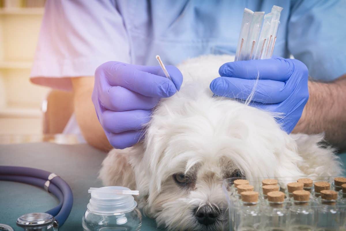 Przebieg zabiegu akupunktruy u psa zależy od rodzaju schorzenia.