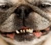 Aparat ortodontyczny dla psa