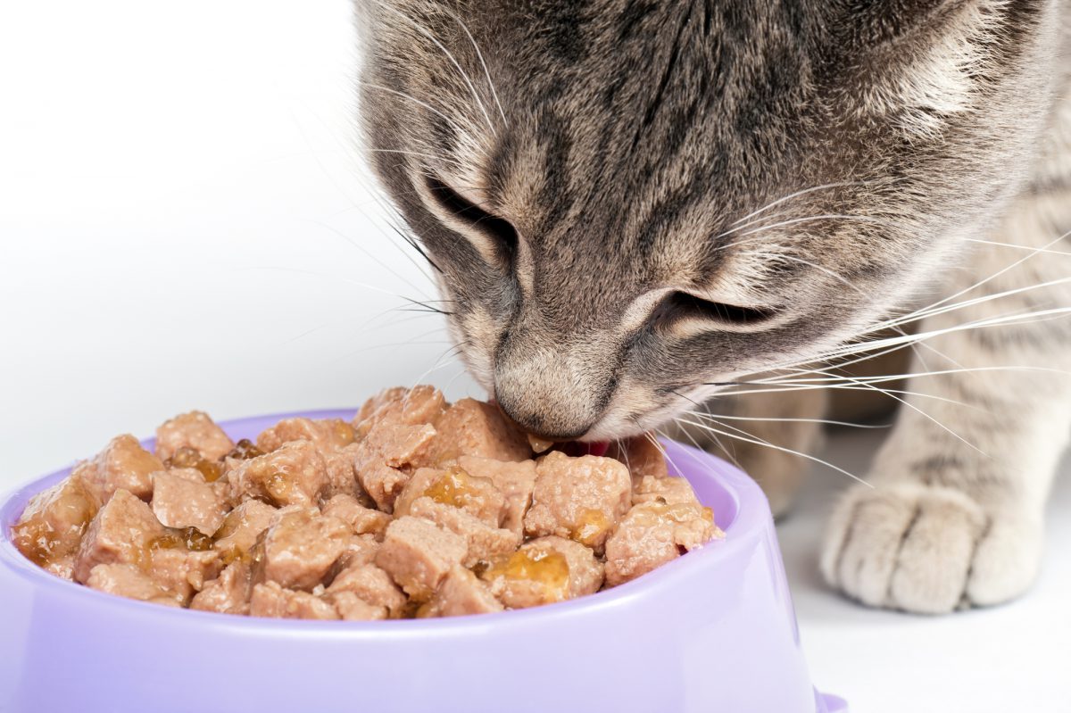 Czym karmić kota? To pytanie zadaje sobie każdy koci opiekun.