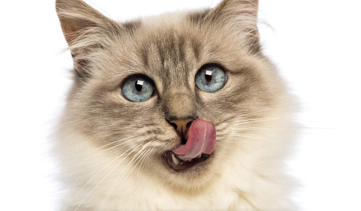 Co koty lubią jeść, czyli kocie upodobania kulinarne