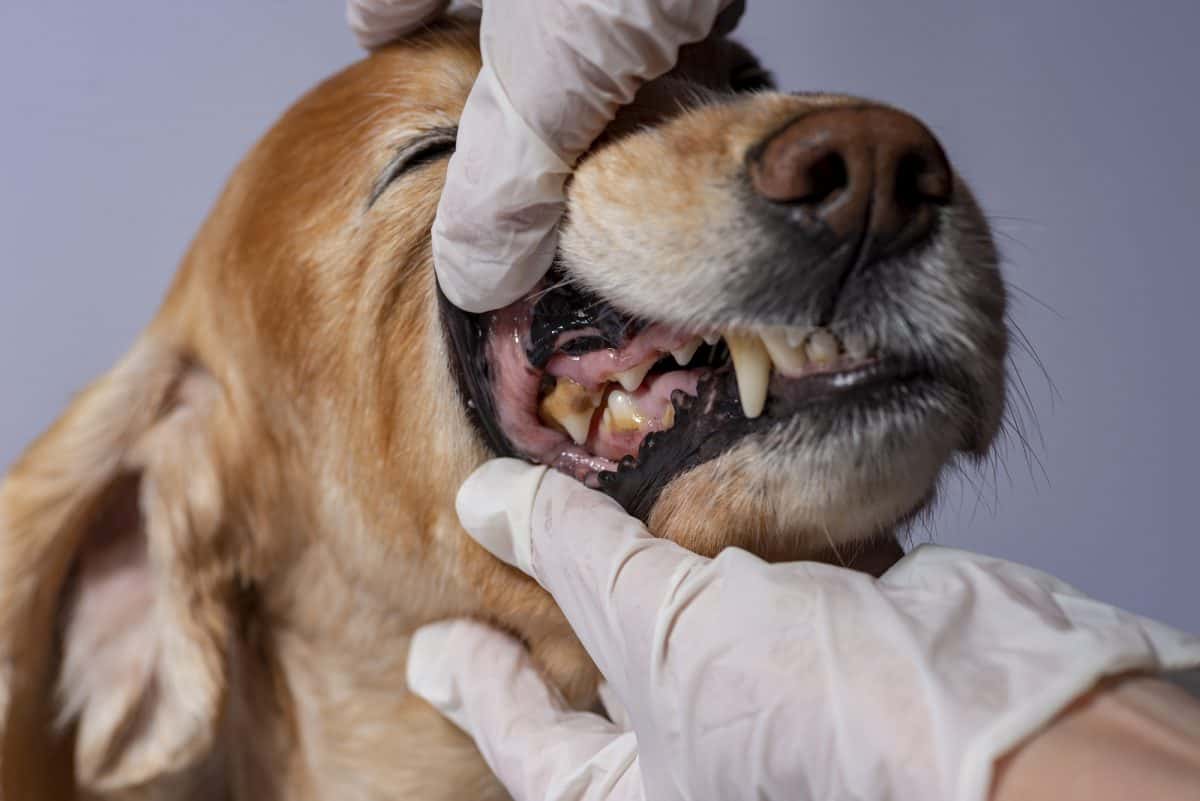 Usuwanie zębów u psów i kotów to forma leczenia.