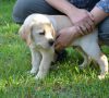 Rola wolontariusza w szkoleniu psów przewodników